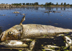 Экологическая катастрофа в Сынжерейском районе: тонны мертвой рыбы в гниющем состоянии плавают в озере