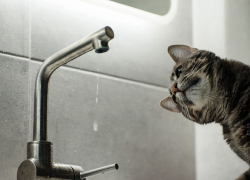 Новый год без воды: в Кишиневе аварии на канализации привели к массовым отключениям