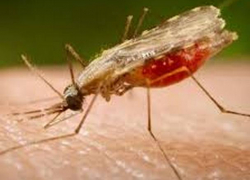 В Молдове зарегистрирован случай смерти от малярии 