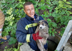 "Начинаем день с добрых дел": спасатели извлекли щенка из 4-х метрового колодца в Кишиневе 