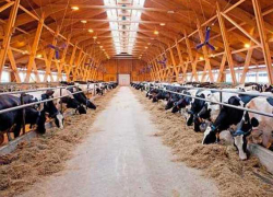 Программа возрождения молочной отрасли в Молдове представлена для обсуждения