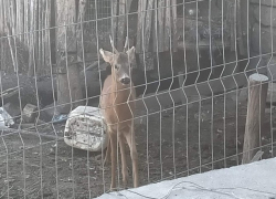 Жительница Молдовы полтора года держала в неволе олененка