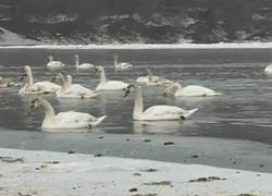 На Днестре найдены мертвыми несколько десятков лебедей