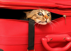 На молдавско-украинской границе в Одесской области появится пункт пропуска для животных  