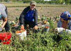 Теперь у Канду есть аж два Сырбу