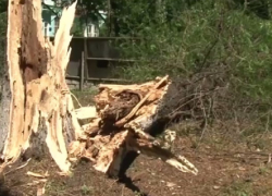 Упавшее дерево травмировало 8 карабинеров в Бельцах