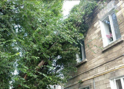 В Кишиневе упавшее дерево повредило крышу дома: «Зеленое хозяйство» бездействует 