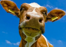 Маленький ребенок получил тяжелые травмы при нападении коровы в Бричанском районе