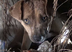 На Буюканах орудует банда живодеров и подкидывает останки животных соседям