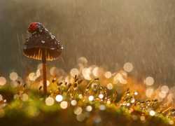 Август в Молдове начнется под шум дождя