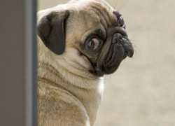 Зоозащитники намерены протестовать