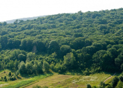 1,7 млн евро от Румынии: в Молдове впервые оценят состояние всех лесов