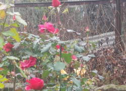 Последний день осени в Молдове будет солнечным 