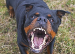 В Страшенах полицейский расстрелял напавшего на детей ротвейлера