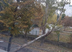 Падение огромного дерева из-за ветра напугало школьников в лицее Кишинева