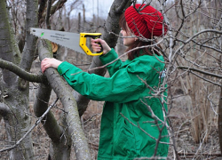 Катастрофическое падение во время обрезки дерева обернулось смертью молодой женщины в Приднестровье 