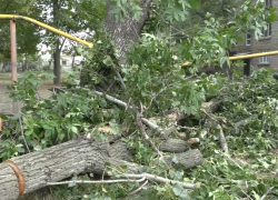 Огромный тополь рухнул во дворе жилого дома в Бельцах, где играли дети