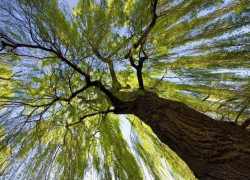 Бельчанин найден повешенным на дереве 