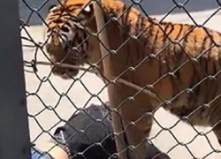 Тигр на глазах зрителей загрыз дрессировщика, который воспитывал его с рождения