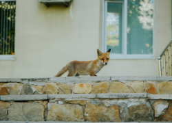 Лисенок решил зайти в гости к пограничникам