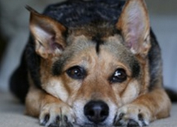 По ночам в столице слышна стрельба – утром на асфальте видны следы крови