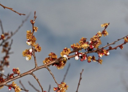 Во вторник в Молдове будет тепло и облачно 