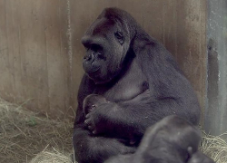 Трогательный поцелуй редкой гориллой новорожденного детеныша сняли на видео