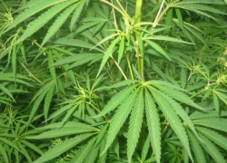 Техническую коноплю в Молдове можно будет выращивать на законных основаниях