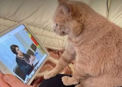 Где деньги?! Депутат требует отчитаться о расходах на беженцев