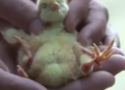 Удивительный мутант: цыпленок с четырьмя лапами родился в Ниспоренском районе 