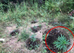 Полицейские продолжают находить плантации конопли в столице