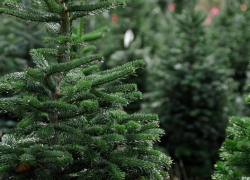 Где можно купить новогоднюю елку в Кишиневе