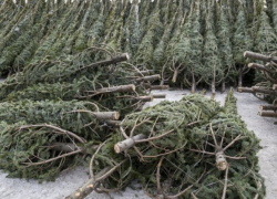 Возмутительная вырубка елей на Рышкановке. Кто за этим стоит