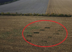 Во Флорештском районе наркофермеры замаскировали плантацию конопли на 1 миллион леев кукурузой