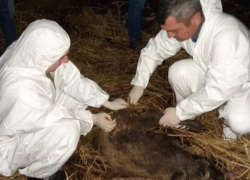 В заповеднике «Пэдуря Домняскэ» обнаружены десять погибших кабанов