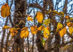 В четверг в Молдову вернется лето? 