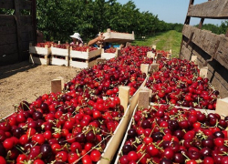 Хорошая новость: Список поставщиков молдавской продукции на российский рынок будет расширен 