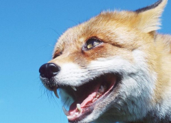 В Молдове началась ежегодная вакцинация лис от бешенства  