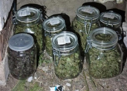 У наркоторговцев в Бельцах изъяли марихуаны на миллион леев