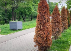 Экологический скандал: Кто отравил 100 туй на Чеканах?