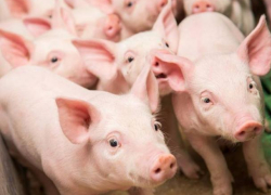 ANSA подтвердила новые случаи бешенства и африканской чумы свиней