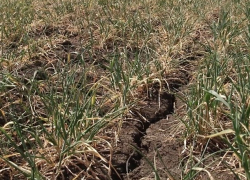 Государство оказало беспрецедентную помощь аграриям, пострадавшим от града и засухи