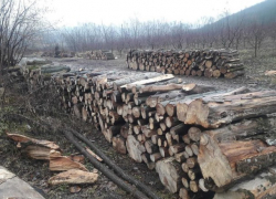 В знаменитом заповеднике спилили сотни деревьев