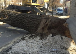 На столичной улице дерево рухнуло, заблокировав дорогу