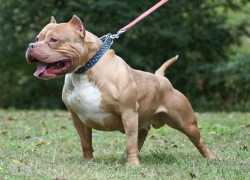 Организация боев животных будет караться штрафами