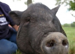 В Дрокии мужчина получил ожоги, пытаясь подпалить свинью