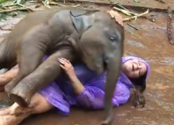 Любвеобильный слоненок стал героем трогательного видео с понравившейся ему туристкой