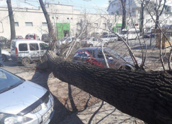 На улице Мунчештской дерево рухнуло, оборвав провода и уничтожив автомобиль