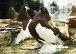 Сотни гостей и десятки пород: в Сороках прошла выставка птиц и животных