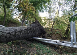 На Телецентре рухнуло дерево: повреждены автомобили и трубопровод